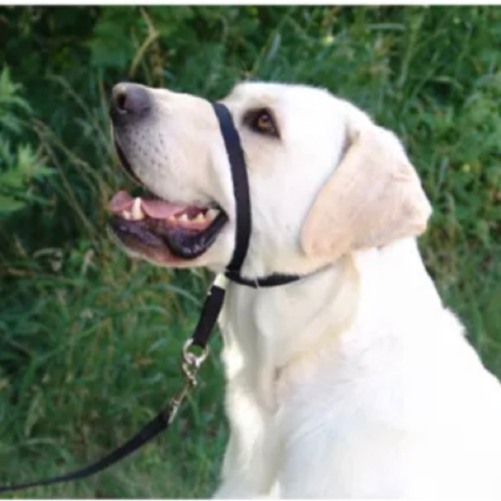 SALE!! Dog Head Halter easy control for leash